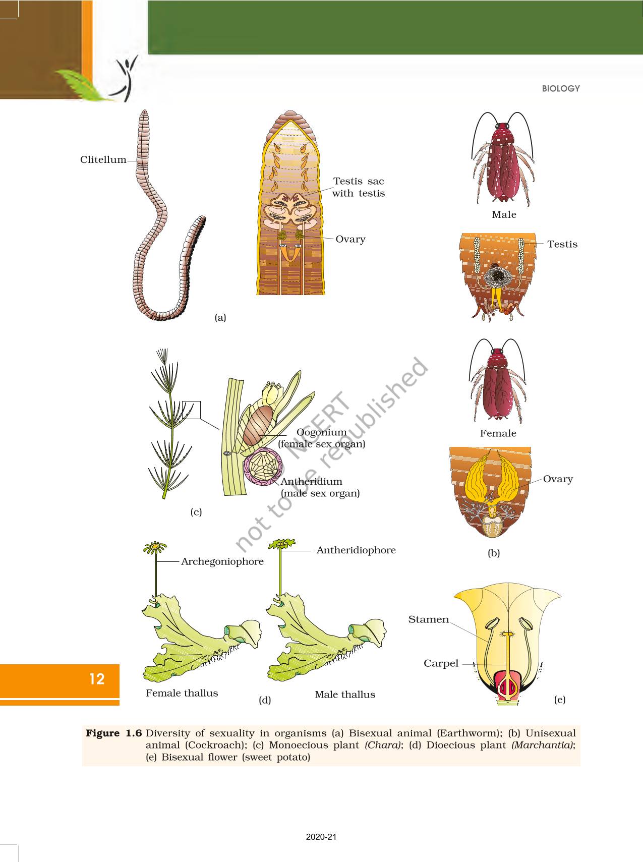 Reproduction In Organisms Ncert Book Of Class 12 Biology 0416